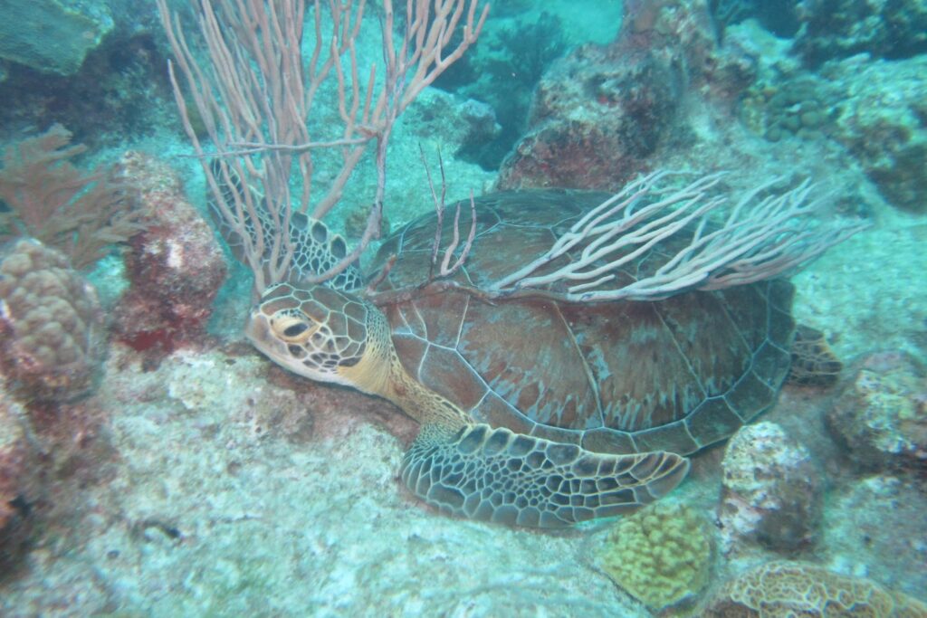 Memories of green turtle and coral found near Four Turtles Villas on Hoopers Bay 