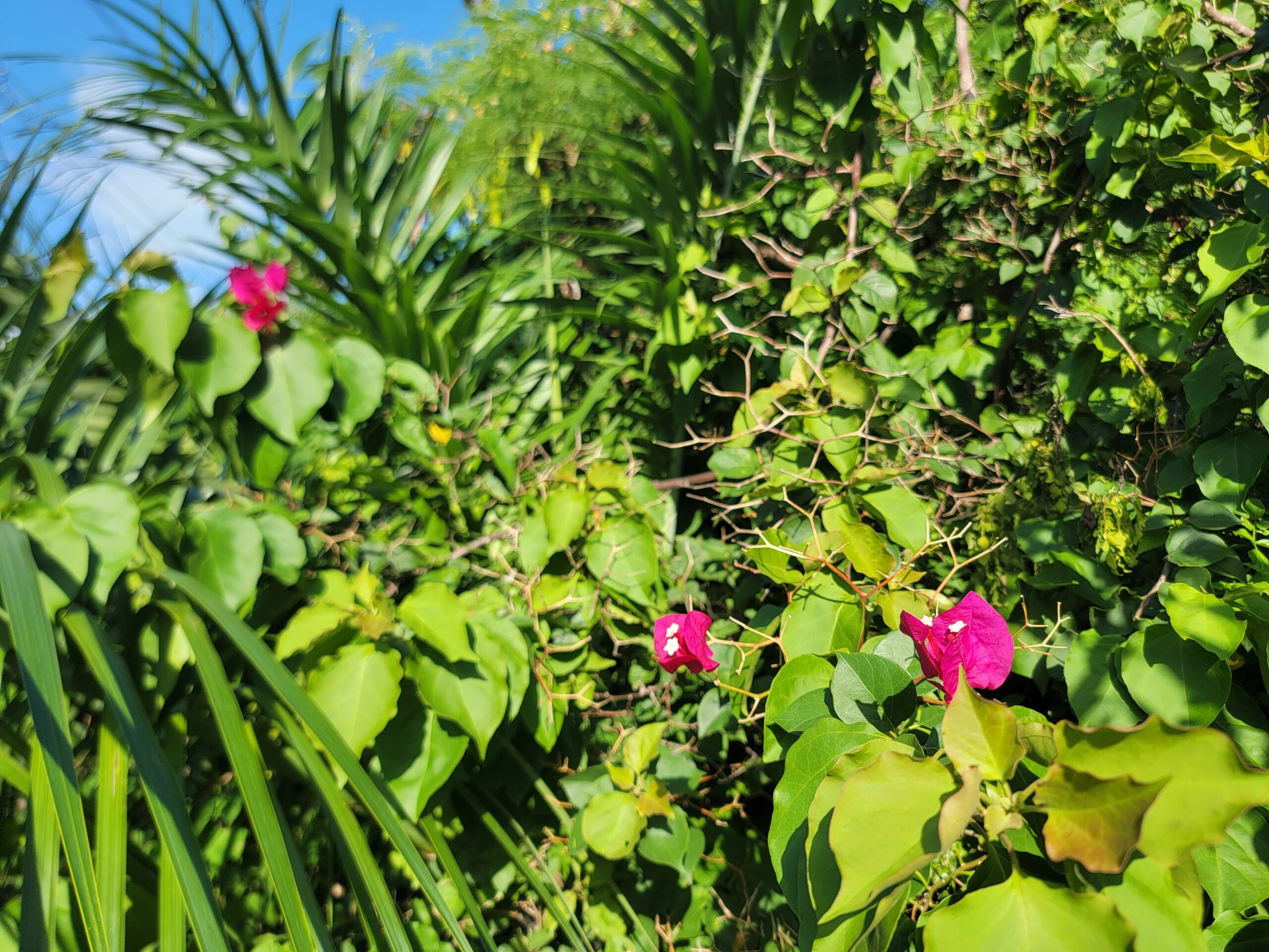 Pink Bougainvillea