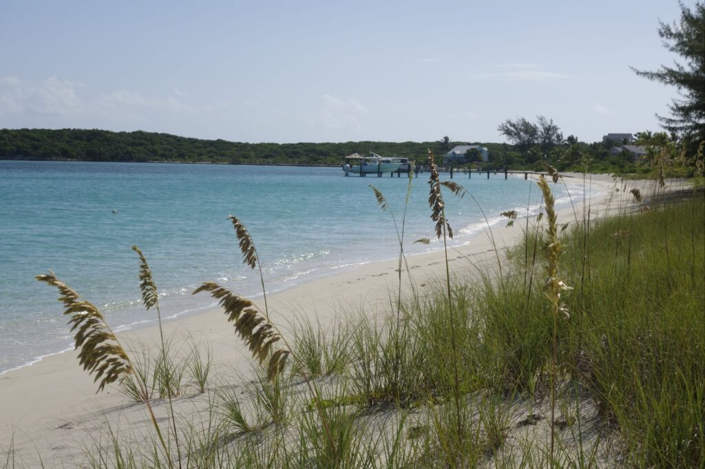 Sea oats on Hoopers Bay beach