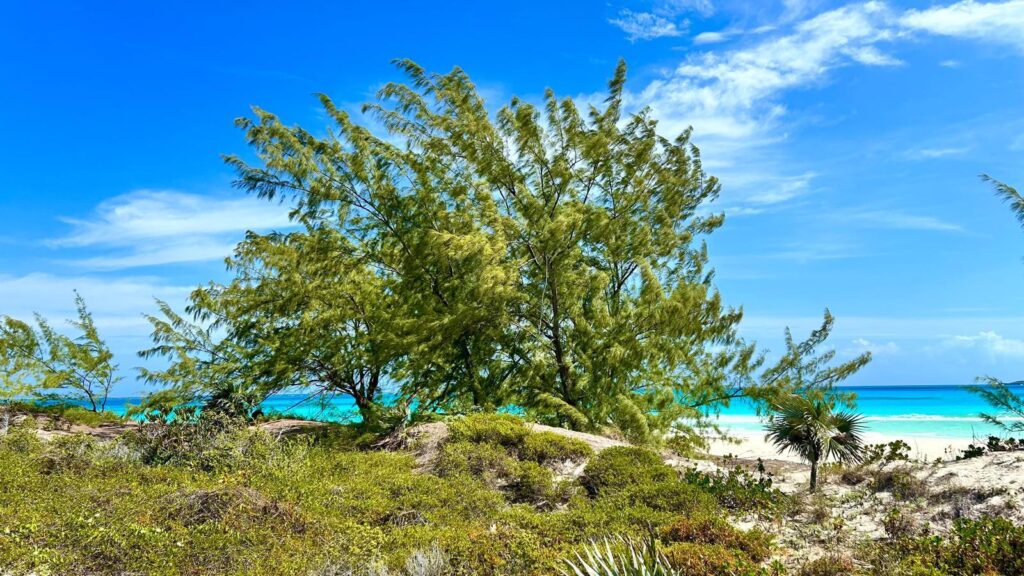 Exuma Pines on Beach